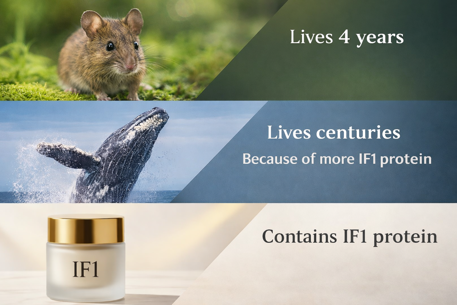 IF1 protein: mice live 4 years, bowhead whales live centuries because of more IF1 protein, IF1 moisturizer contains IF1 protein